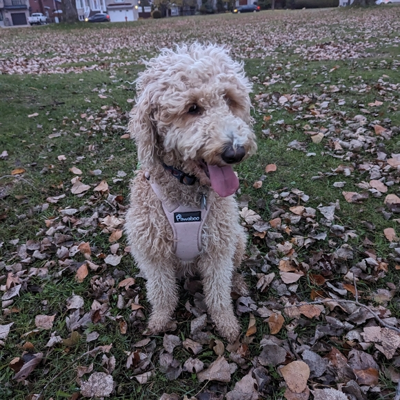 Meet your Posher, Marie - Picture 1 of 1